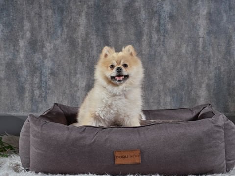 Dogbed Evcil Hayvan Yatağı 70 x 50 x 23 cm - Antrasit