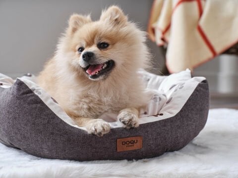 Petlife Evcil Hayvan Yatağı Tina Small - Antrasit